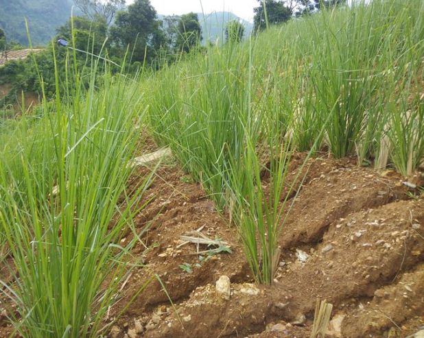 Chống xói mòn đất hiệu quả trong nông nghiệp Nguyên nhân và giải pháp